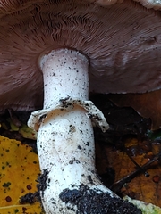 Agaricus deardorffensis