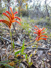 Anigozanthos humilis