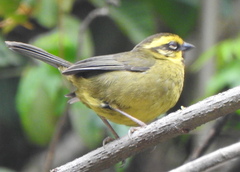 Atlapetes citrinellus