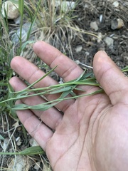 Cuniculotinus gramineus