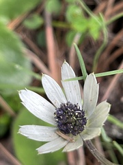 Eryngium