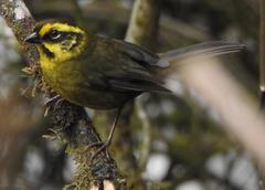 Atlapetes citrinellus