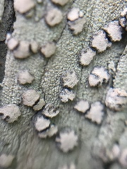 Lecanactis subfarinosa