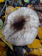 Agaricus deardorffensis