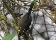 Atlapetes citrinellus