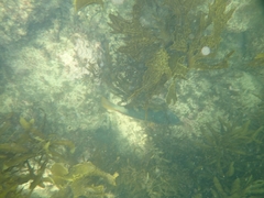 Notolabrus gymnogenis