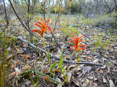 Anigozanthos humilis