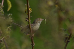 Prinia