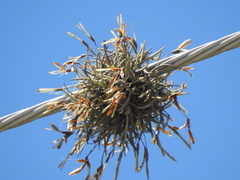 Tillandsia virescens