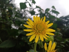Rumfordia guatemalensis