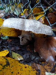 Agaricus deardorffensis