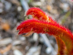 Anigozanthos humilis