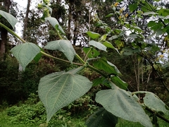 Rumfordia guatemalensis