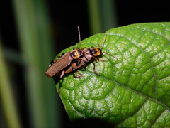 Paradiscodon basilare