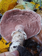 Agaricus deardorffensis