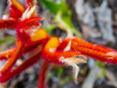 Anigozanthos humilis