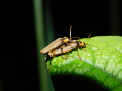 Paradiscodon basilare