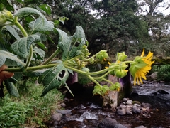 Rumfordia guatemalensis
