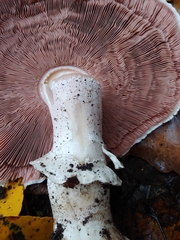 Agaricus deardorffensis