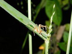 Olios