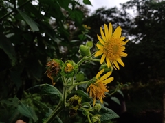 Rumfordia guatemalensis