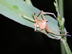 Olios