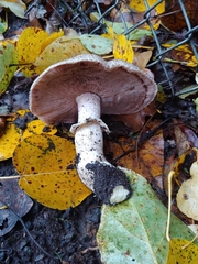 Agaricus deardorffensis