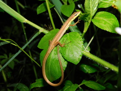Takydromus sexlineatus