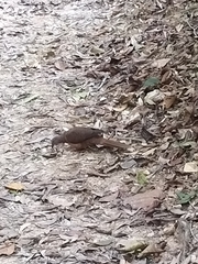 Macropygia phasianella