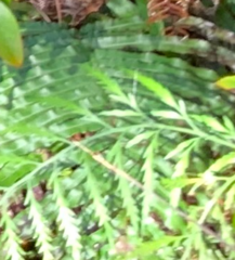 Asplenium haurakiense