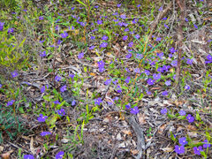 Scaevola calliptera