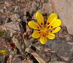 Gazania lichtensteinii