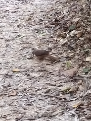 Macropygia phasianella