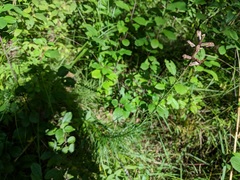 Liatris spicata spicata