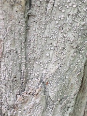 Lecanactis subfarinosa