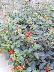 Lantana camara