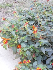 Lantana camara