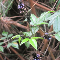 Otholobium mexicanum