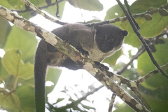 Arctogalidia trivirgata