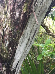 Lecanactis subfarinosa