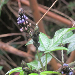 Otholobium mexicanum