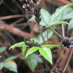 Otholobium mexicanum