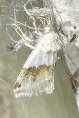 Plagiomimicus dimidiata