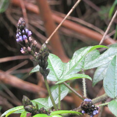 Otholobium mexicanum