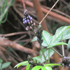 Otholobium mexicanum