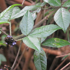 Otholobium mexicanum