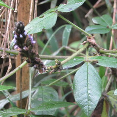 Otholobium mexicanum