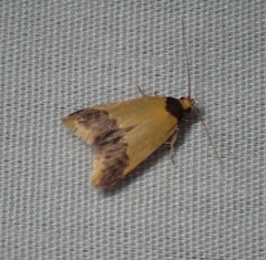 Heteroteucha dichroella