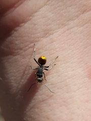 Polyrhachis thusnelda