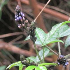 Otholobium mexicanum